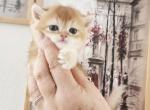 British Shorthair golden chinchilla Rich Profile