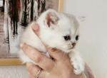 British shorthair chinchilla kitten Luna Profile