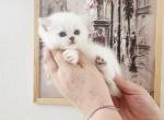 British shorthair chinchilla kitten Kate Profile