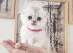 Scottish fold chinchilla kitten Martha Profile