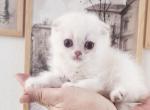 Scottish fold chinchilla kitten Bruno Profile
