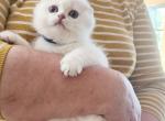 Scottish fold chinchilla kitten Sandra Profile