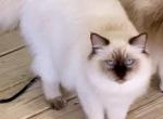 King Mr Cocoa Fluff with full breeding rights Profile
