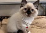 Mitted Seal Point Female Profile
