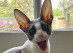 Male Cornish Rex Profile