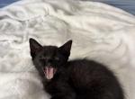 Black fur kittens Profile