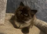 Mark mix British Shorthair Profile