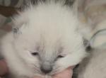 Lilac 'ragdoll' of Dasha Profile