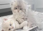 Luxury Kitty Love Profile