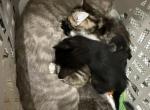 Stray litter Profile
