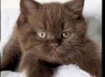 PURE BREED BRITISH SHORTHAIR KITTNES CHOCOLATE BOY Profile