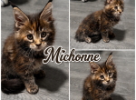 The Walking Dead Litter of 7 Profile