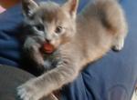 One grey kitten Profile
