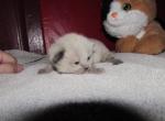 kittens deposit Profile