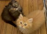 Doll Face Persian Kittens Profile