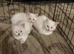 Dumbo siblings Profile