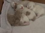 RAGDOLL LITTER OF FIVE Profile