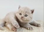 PURE BREED BRITISH SHORTHAIR KITTENS BOY Profile