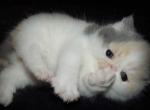 Exotic Shorthair Profile