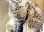 Pure Main coon female Freya Profile