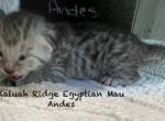 Egyptian Mau Andes Profile