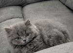 British Longhair Profile