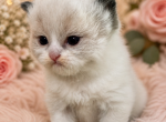 Ragamuffin kittens Profile