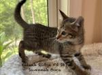 F5 SBT Savannah Boca Profile