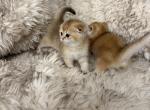 Scottish folds Profile