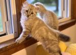 Marmalade Highlander Profile