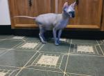 Joey Profile
