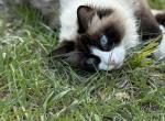 Fluff Profile