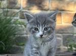 Beautiful baby cat kitten Profile