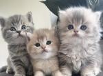 british kittens Profile