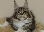 Tutti Profile