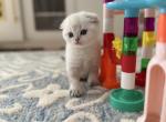 Scottish Fold Male Kitten Profile