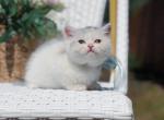 Scottish straight dilute calico girl Profile