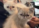 CFA Exotic Shorthair Profile