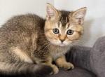 Scottish Fold Golden Ticked Female AMBER Profile