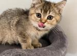 Scottish Fold Golden Ticked Male Alexander Profile