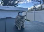 Bella Profile
