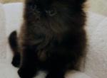 Persian female Profile