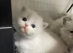 New litters on the way Profile