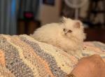 CFA Registered Blue Point Loving Female Profile
