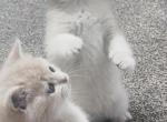 Luxury Kitty Love Profile