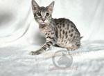 SBT savannah Purple Profile
