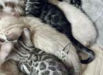 Bengal kittens Profile