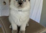 Tommy Profile