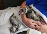 Free Kittens Profile