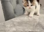 Bicolor litter Profile